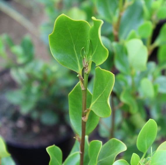 Grisselina littoralis Redge 3 Litre