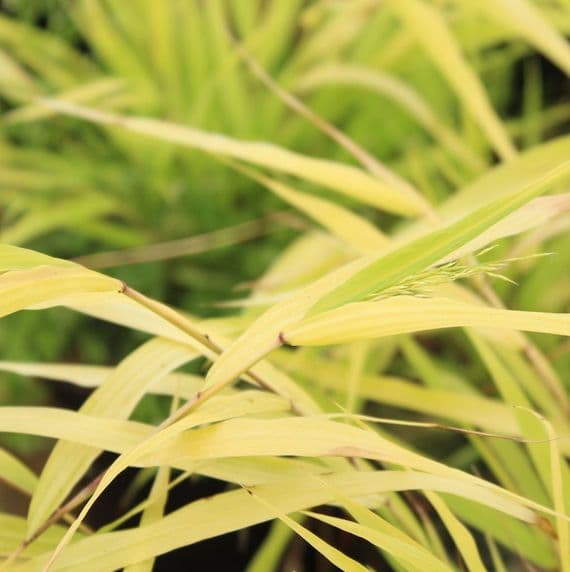 Hakonechloa All Gold 2 Litre
