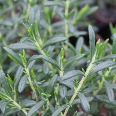 Halimium Calycinum 3 Litre