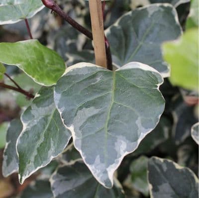 Hedera Gloire De Marengo 3 Litre