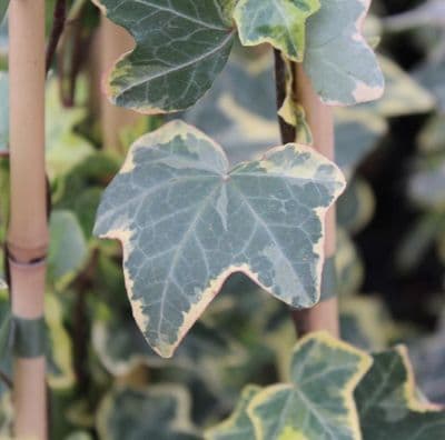 Hedera helix Goldchild x 3 Litre