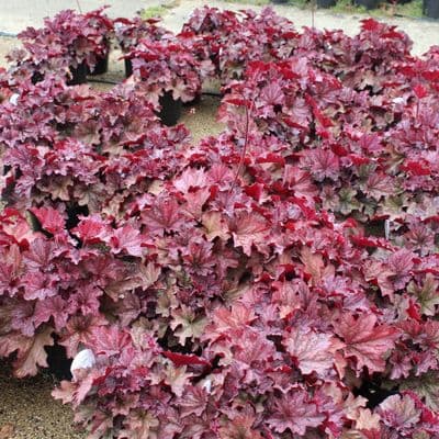 Heuchera Berry Smoothie x 3 Litre