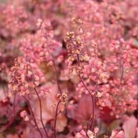 Heuchera Cherry Cola 3 Litre