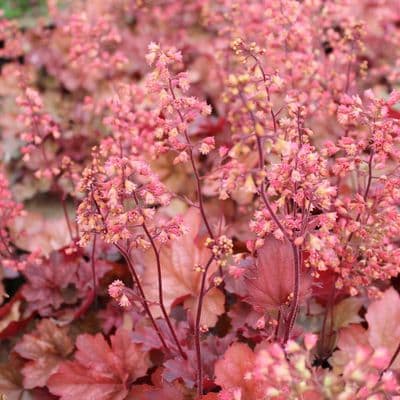 Heuchera Cherry Cola 3 Litre
