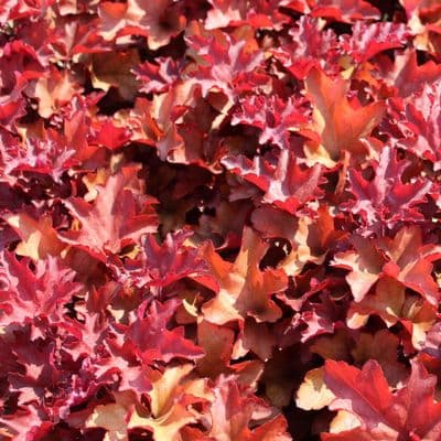 Heuchera Cranberry 3 Litre