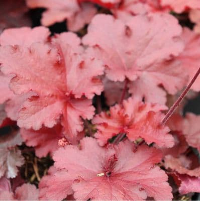 Heuchera Forever Red 3 Litre