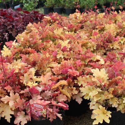 Heuchera Marmalade x 3 Litre