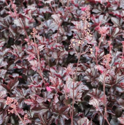 Heuchera Obsidian 3 Litre