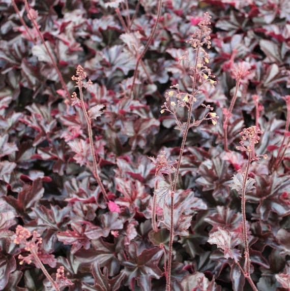Heuchera Obsidian 3 Litre