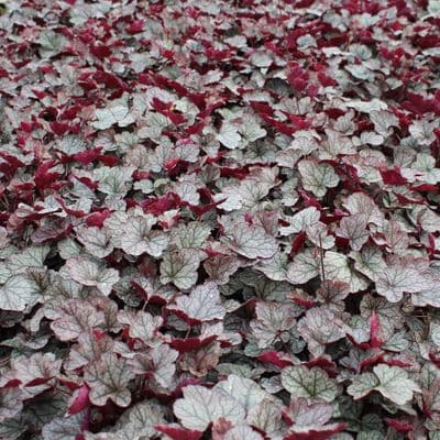 Heuchera Silver Scrolls 3 Litre