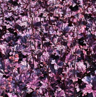 Heuchera Wildberry 3 Litre