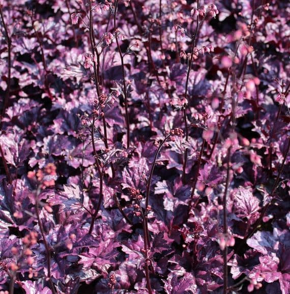 Heuchera Wildberry 3 Litre
