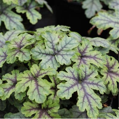 Heucherella Tapestry 3 Litre