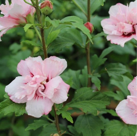 Hibiscus Blushing Bride