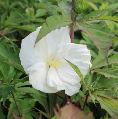 Hibiscus Carousel Ghost