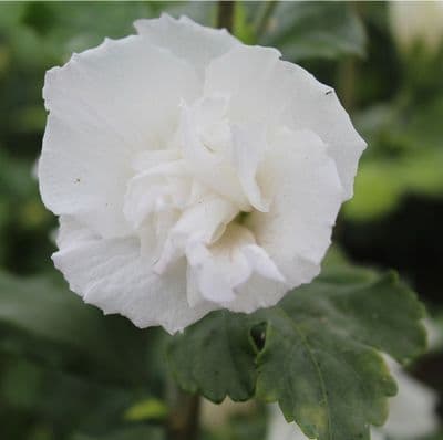 Hibiscus Jeanne d'Arc