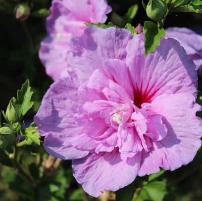 Hibiscus Lavender Chiffon