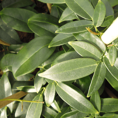 Holboellia Coriacea 3 Litre