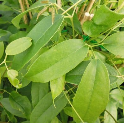 Holboellia Latifolia 3 Litre