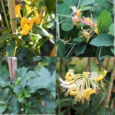 Honeysuckle Collection x 4 Plants
