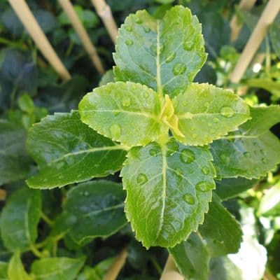 Hydrangea anomala Petiolaris 3 Litre