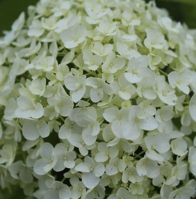 Hydrangea arborescens Annabelle 3 Litre