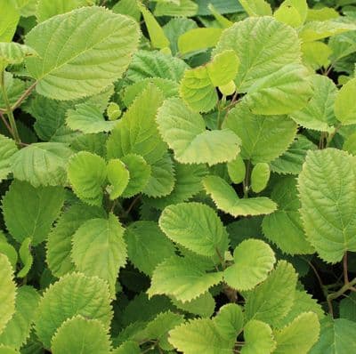 Hydrangea arborescens Hills of Snow 3 Litre