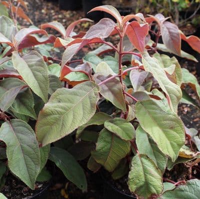 Hydrangea aspera Hot Chocolate 3 Litre