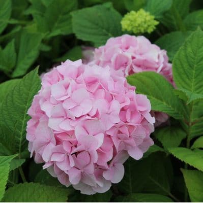 Hydrangea macrophylla Générale Vicomtesse de Vibraye 3 Litre