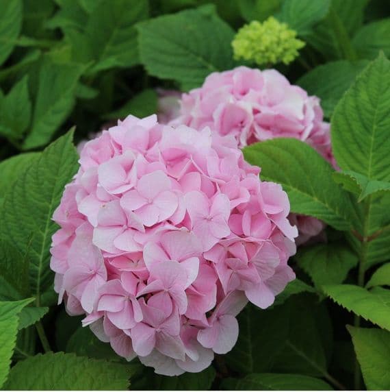 Hydrangea macrophylla Générale Vicomtesse de Vibraye 3 Litre