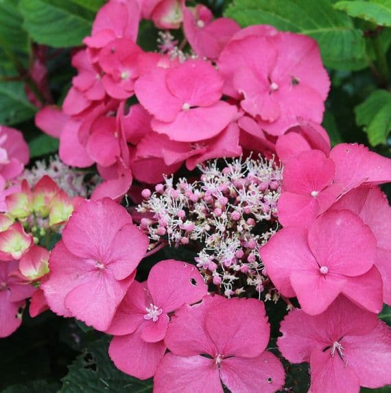 Hydrangea macrophylla Geoffrey Chadbund 3 Litre