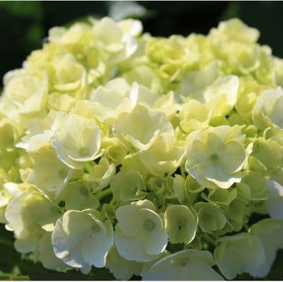 Hydrangea macrophylla Madame Emile Mouillère 3 Litre