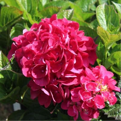 Hydrangea macrophylla Merveille Sanguine 3 Litre