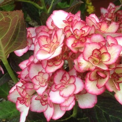 Hydrangea macrophylla Miss Saori 3 Litre