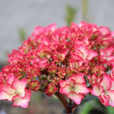 Hydrangea macrophylla Sabrina x 3 Litre