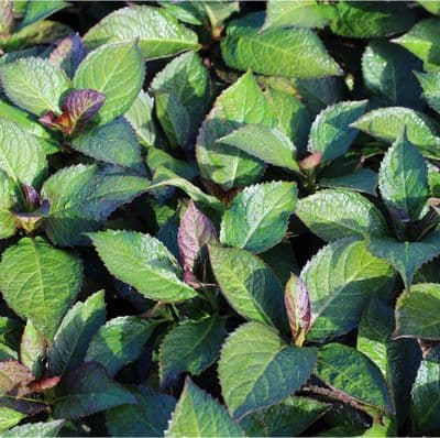 Hydrangea macrophylla Salsa x 3 Litre