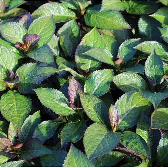 Hydrangea macrophylla Salsa x 3 Litre