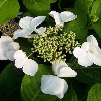 Hydrangea macrophylla Teller White x 3 Litre
