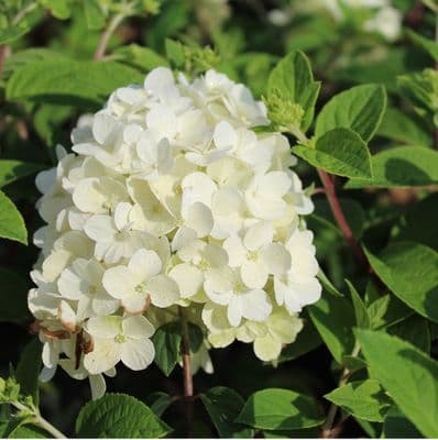 Hydrangea paniculata BoBo 3 Litre