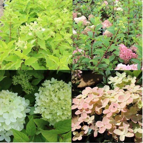 Hydrangea paniculata Collection x 4 Plants