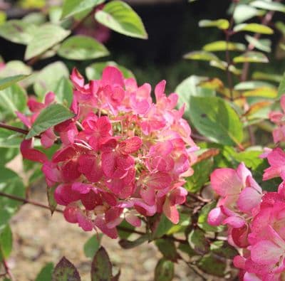 Hydrangea paniculata Diamant Rouge 3 Litre