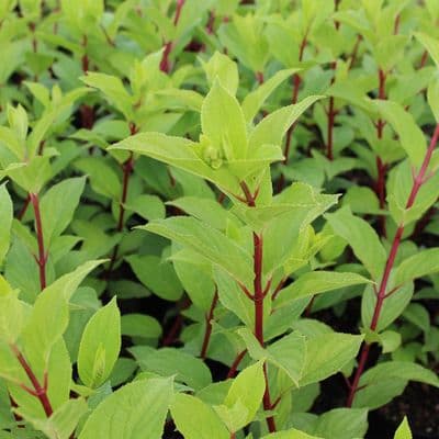 Hydrangea paniculata Diamantino 3 Litre