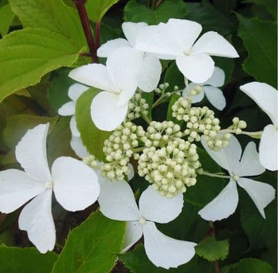 Hydrangea paniculata Levana  x 3 Litre