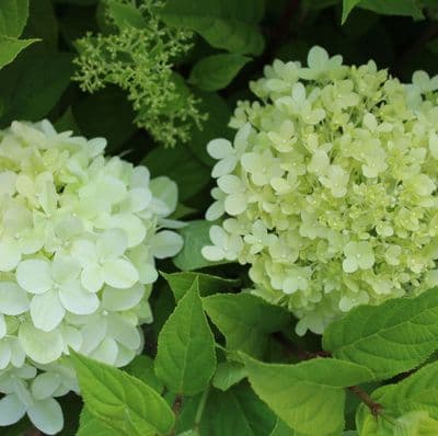 Hydrangea paniculata Limelight 3 Litre