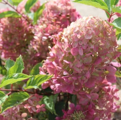 Hydrangea paniculata Phantom 3 Litre