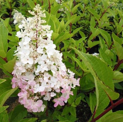Hydrangea paniculata Pinky Winky 3 Litre