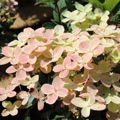 Hydrangea paniculata Polestar 3 Litre