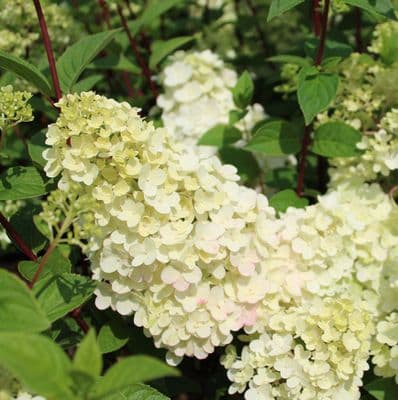 Hydrangea paniculata Sundae Fraise 3 Litre