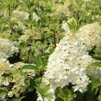 Hydrangea paniculata Vanille Fraise