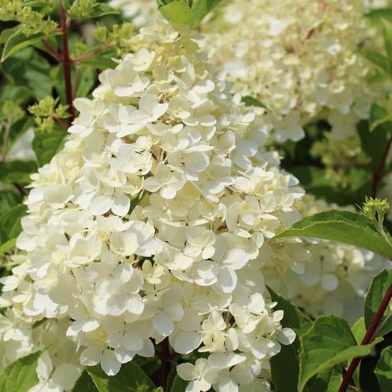 Hydrangea paniculata Vanille Fraise
